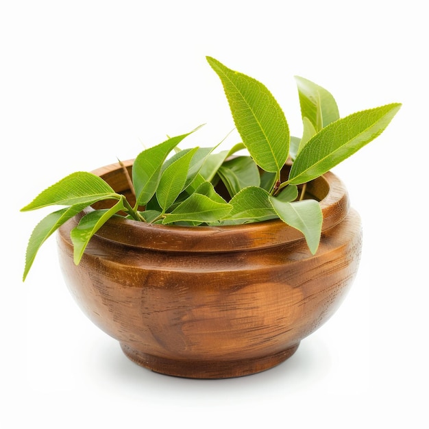 Photo tea tree leaves in a wooden bowl