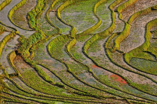 Photo terraced rice field in cat cat sa pa northern vietnam