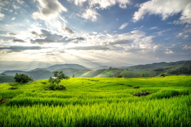 Terraces rice fields on mountain in Thailand