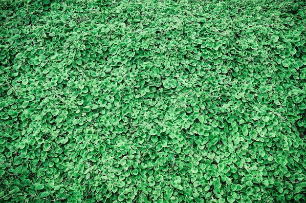 Texture of green leaves in the forest