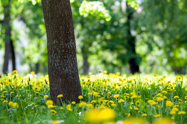 Thick big tree trunk and blooming yellow flowers