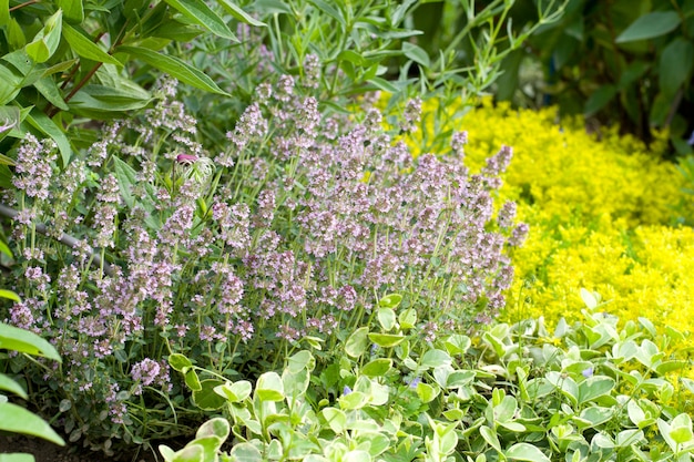 Thyme in garden