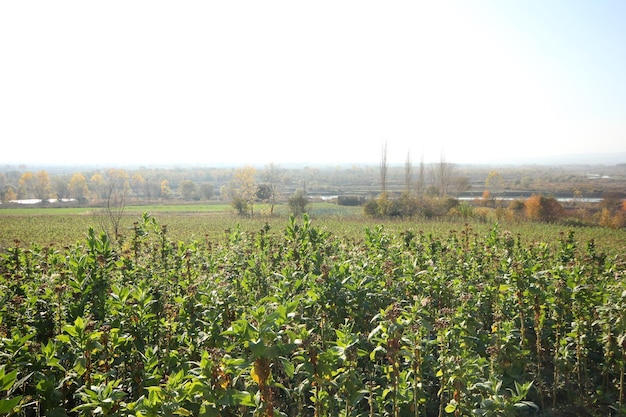 Tobacco fields