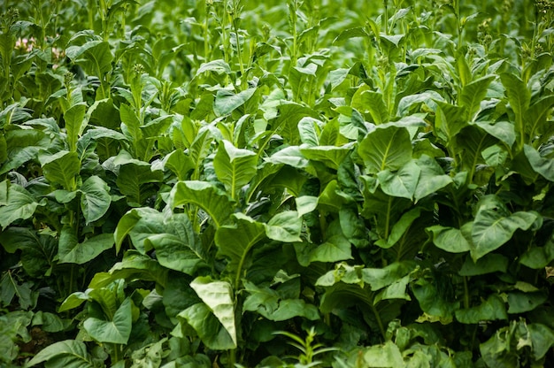 Tobacco plantation in the field is growing