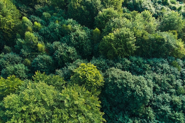 Top down flat aerial view of dark lush forest with green trees canopies in summer.