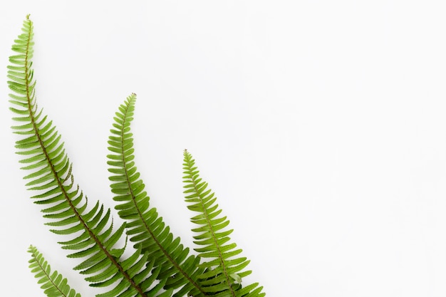 Top view of fern leaves with copy space