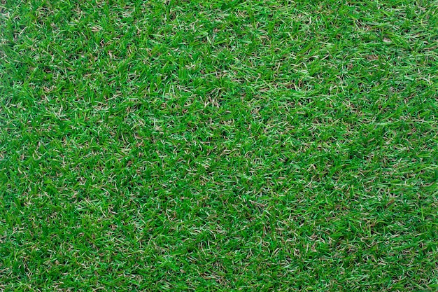 Top view green grass background.