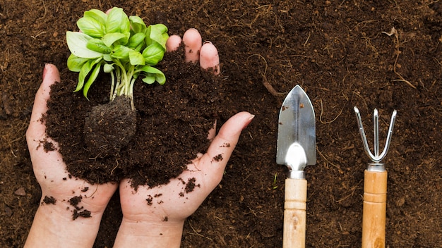 Top view hands holding plant