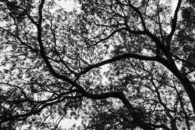 Tree branch silhouettes