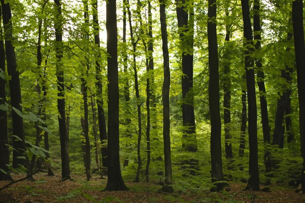 Photo tree forest landscape background