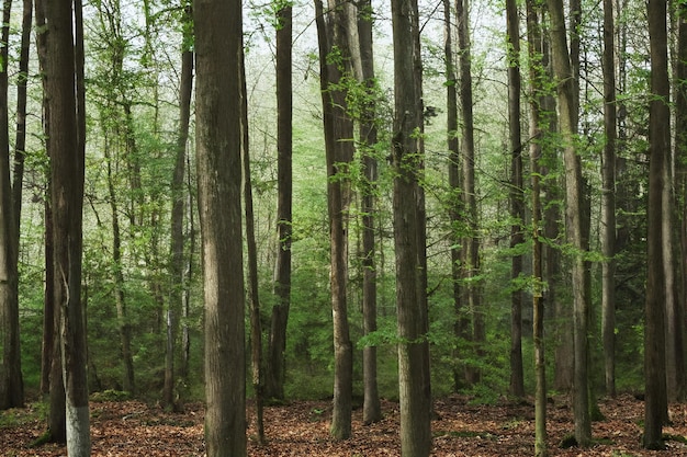 Photo tree forest landscape background