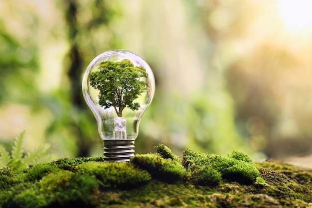 Photo tree growing on light bulb with sunshine in nature saving energy and eco concept
