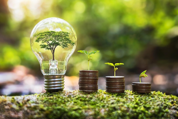 Tree growing in ligthbulb with plant growth on money in nature concept energy and business