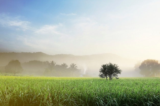 Tree in the mist with Green Rice Field on morning sun light