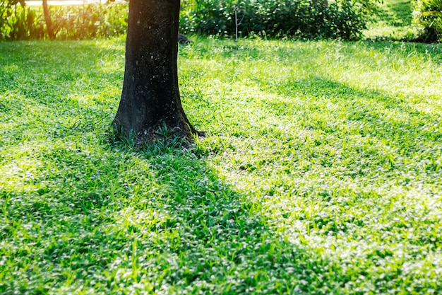 Tree and shadows in garden.