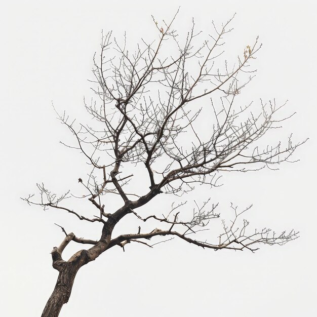 Photo a tree with a bird on it and a bird on it