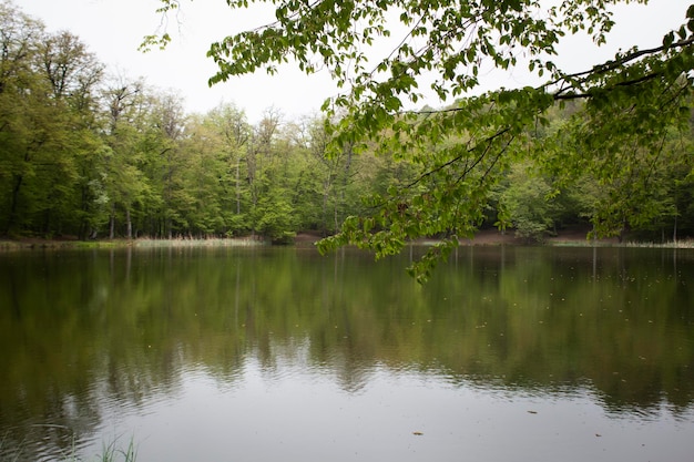 Trees are reflected in the forest lake