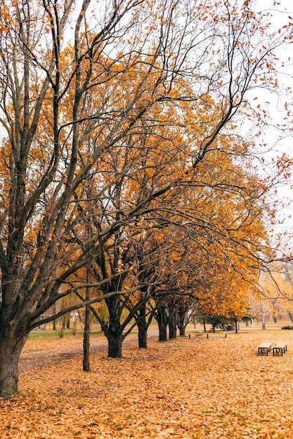 Photo trees on field during autumn