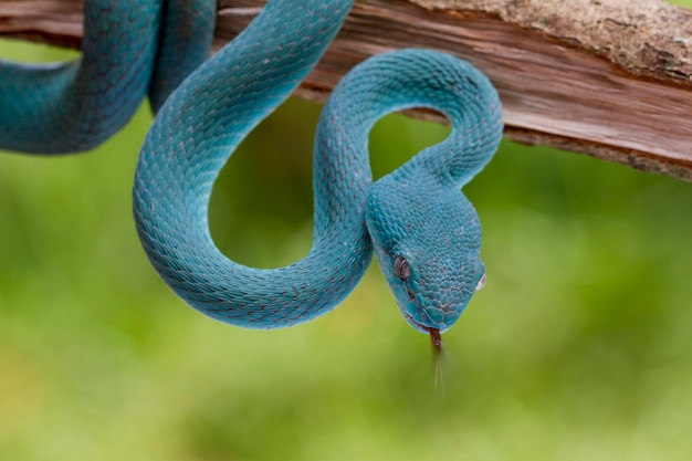 Trimeresurus insularis.Blue viper snake on branch