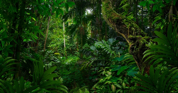 Photo tropical jungles of southeast asia