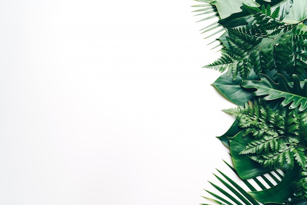 Tropical palm leaves with copy space