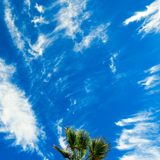 Foto tropische sfeer. palmboom en blauwe lucht. minimale minnaar