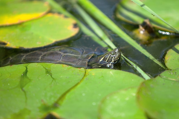 A turtle sits in the leaves of a water lily