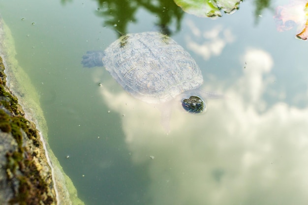 Turtle swimming in a pond in a zoo