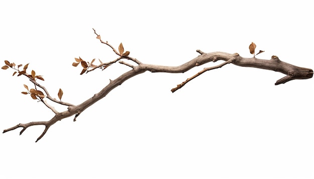 Twig in Side View