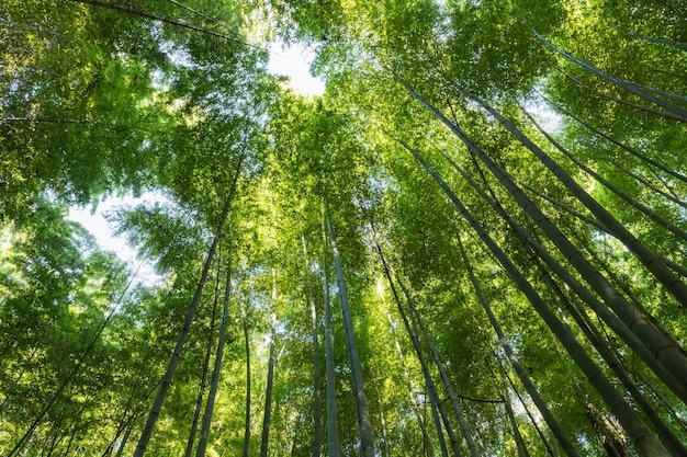 Photo upward view of bamboo forest tranquil natural background