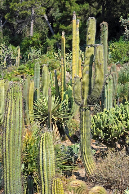 A variety of cactus plants are in a garden.