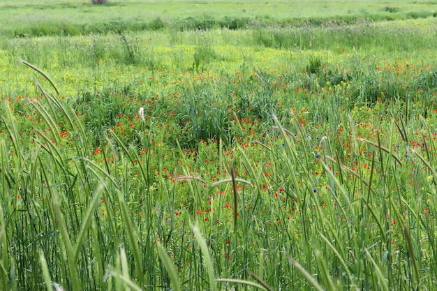 Various flowers and plants in nature in spring Biodiversity