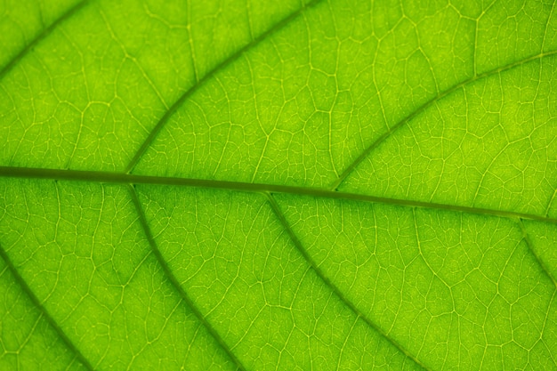 Veins in a leaf against the light, texture