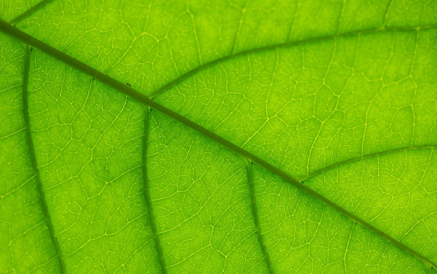 Veins in a leaf against the light with an ant crawling on the middle texture