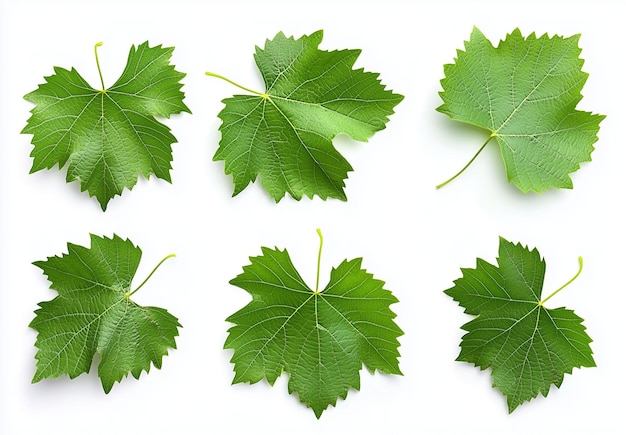 Photo vibrant green grape leaves showcasing their natural beauty against a clean white backdrop