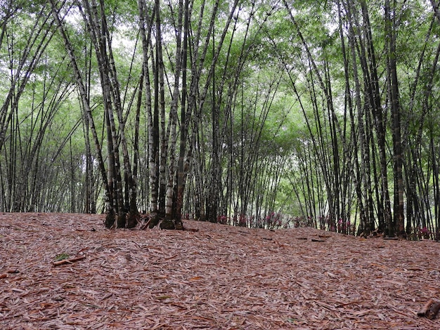 Photo view of a bamboo forest