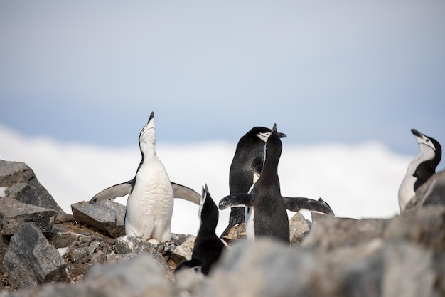 Photo view of birds on rocks