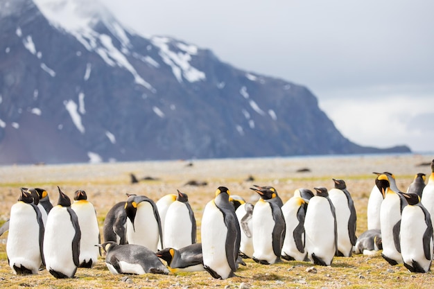 Photo view of birds in the sea