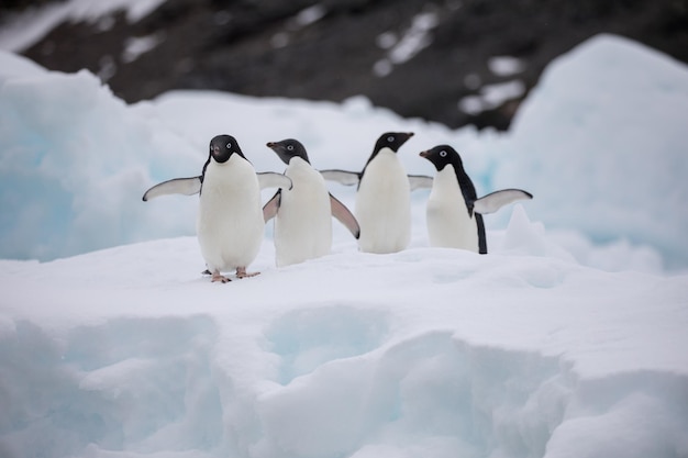 Photo view of birds in snow