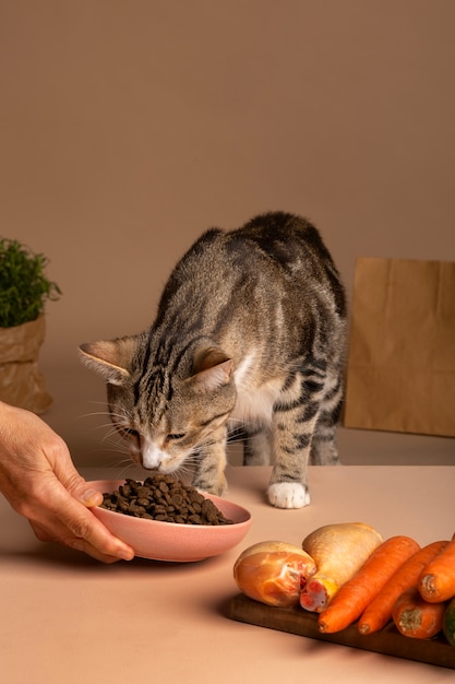 View of cat eating food from a bowl