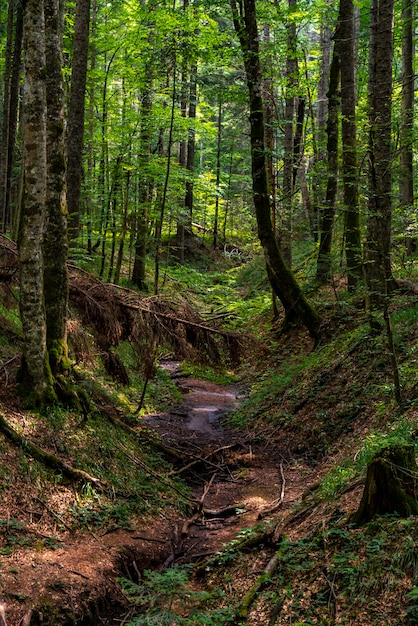 View at peat bog forest Red Creek (Crveni potok)  on Tara mountain in Serbia