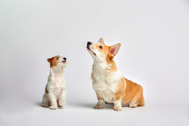 Photo view of two cats against white background