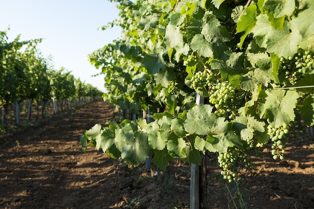 Vineyard plantation in summer Green growing vine formed by bushes