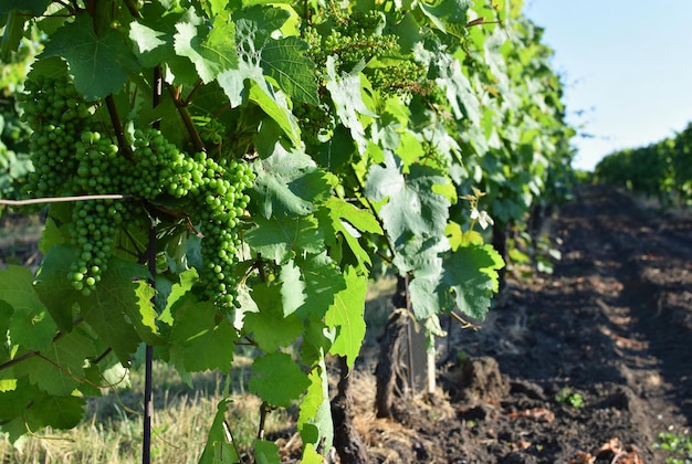 Vineyards under Palava Czech Republic South Moravian Region wine region