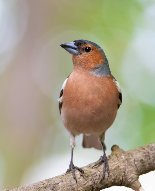 Foto vink fringilla coelebs een vogel in het bos zit op een tak op een mooie achtergrond