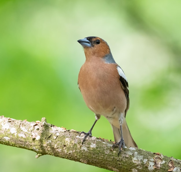 Foto vink fringilla coelebs een vogel in het bos zit op een tak op een mooie achtergrond