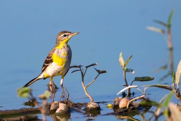 Foto vogel die op een tak zit