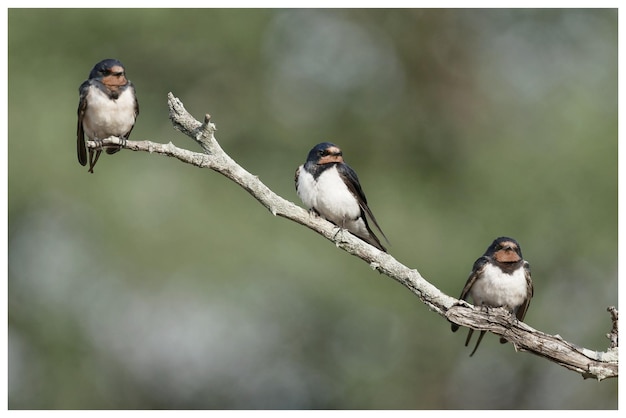 Foto vogel die op een tak zit