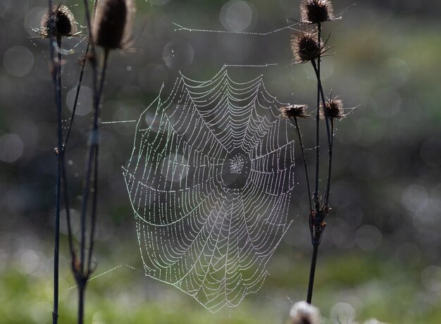 Vroege lente ochtend spinnenwebben met waterdruppeltjes