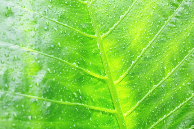 Water dew drops on green leaf